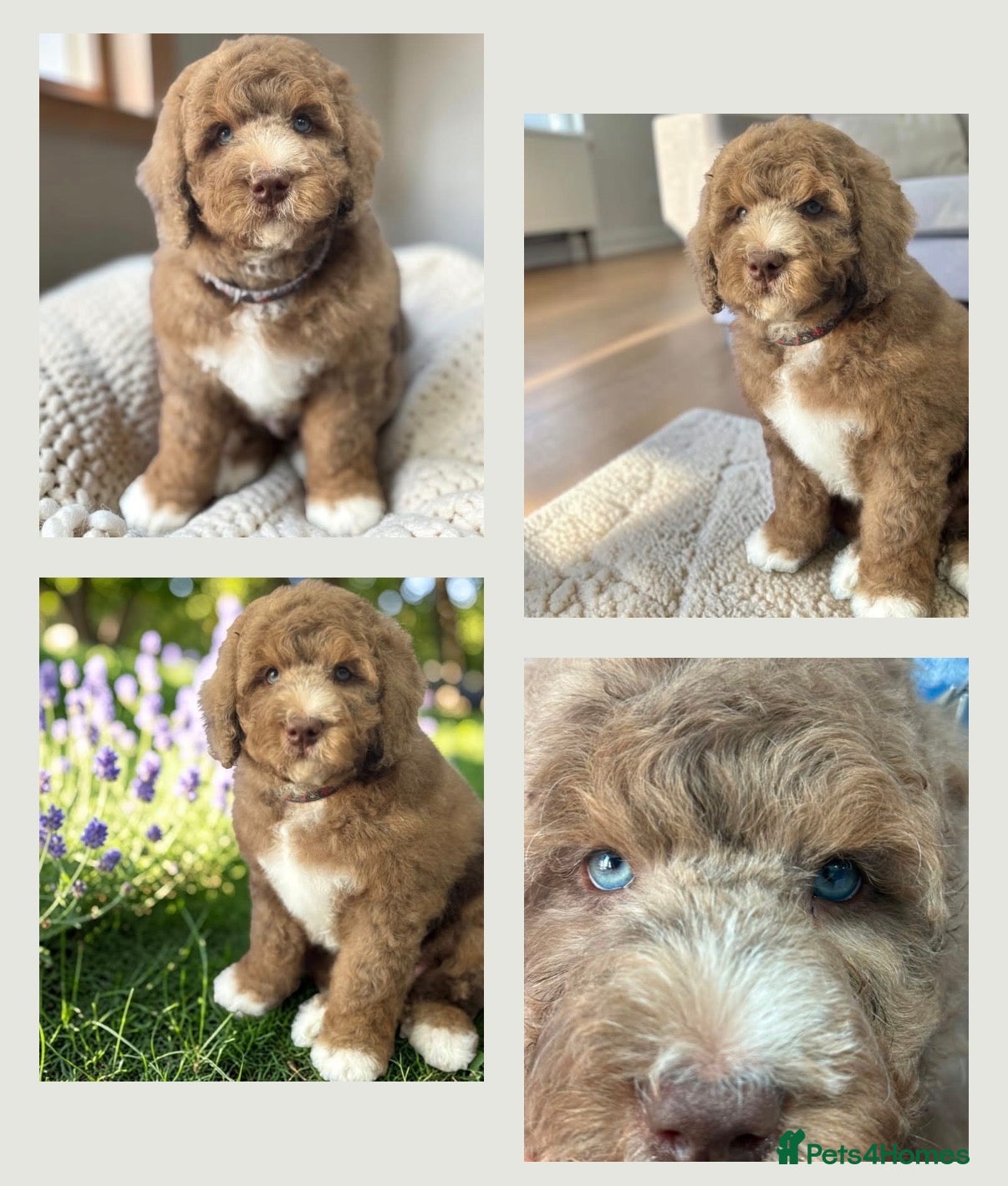 Bernedoodle dogs Mini Bernedoodles ready to go now - Advert 2