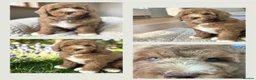 Bernedoodle dogs for sale: Mini Bernedoodles ready to go now - Advert 7