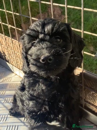 Cockapoo dogs **READY TO FIND NEW HOMES** - Advert 11