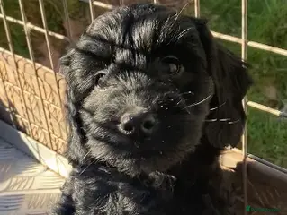 Cockapoo dogs **READY TO FIND NEW HOMES** - Advert 11