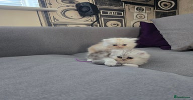 Persian cats - Advert 3