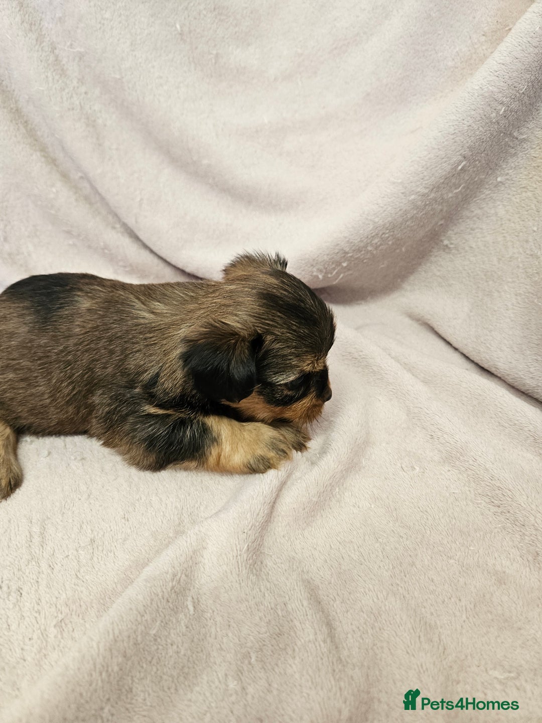 Yorkshire Terrier dogs for sale: ❤️ DNA Tested parents ❤️ Yorkie puppies  - Advert 6
