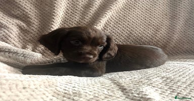Cocker Spaniel dogs - Advert 3