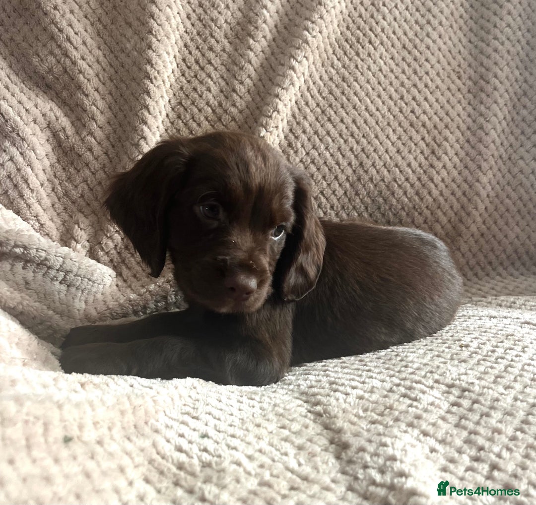 Cocker Spaniel dogs for sale: Extensively Health tested/KC REG Cocker Puppies - Image 3