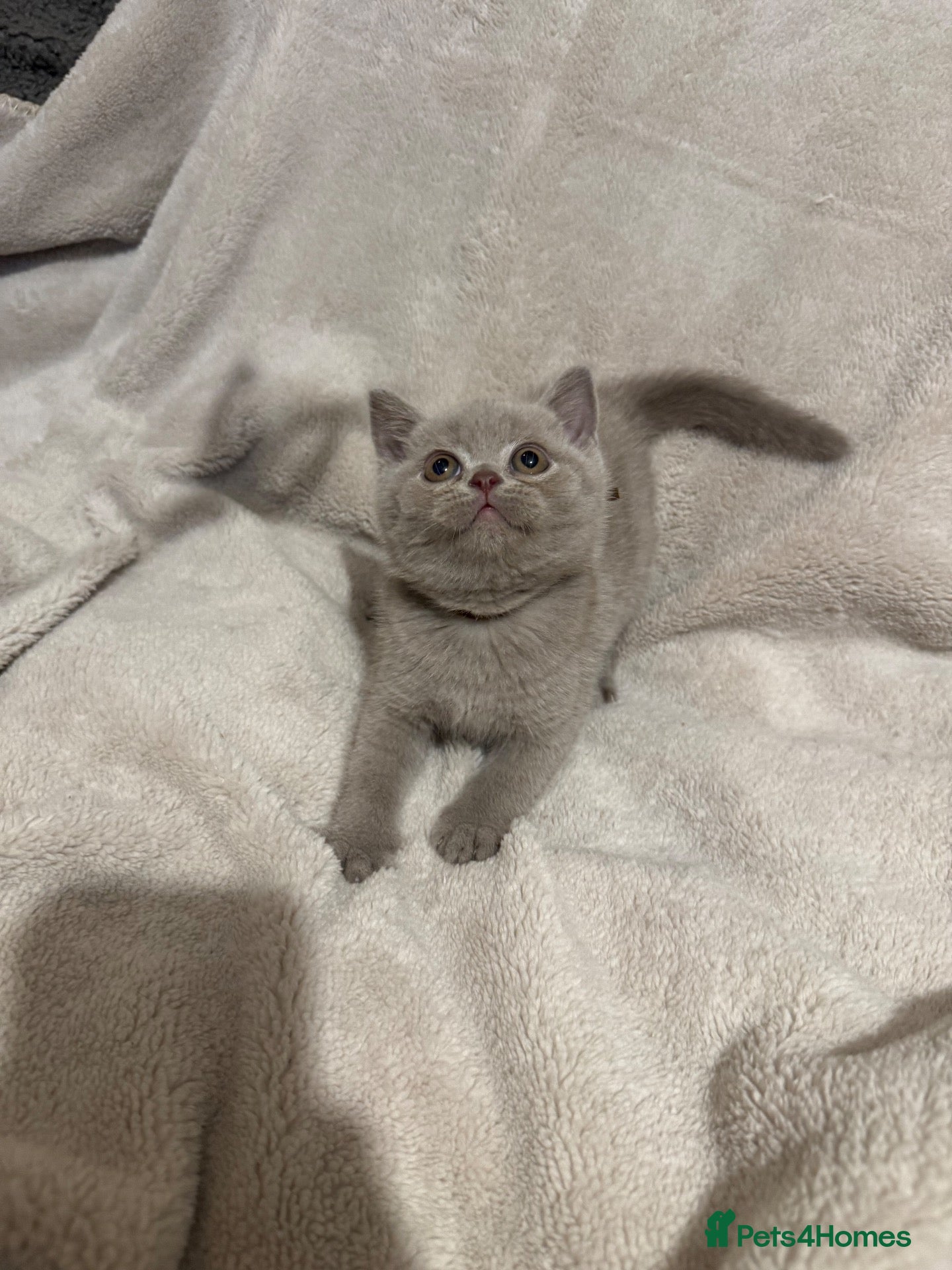 British Shorthair cats for sale: Supreme Champion Line British Shorthair Kittens - Advert 1