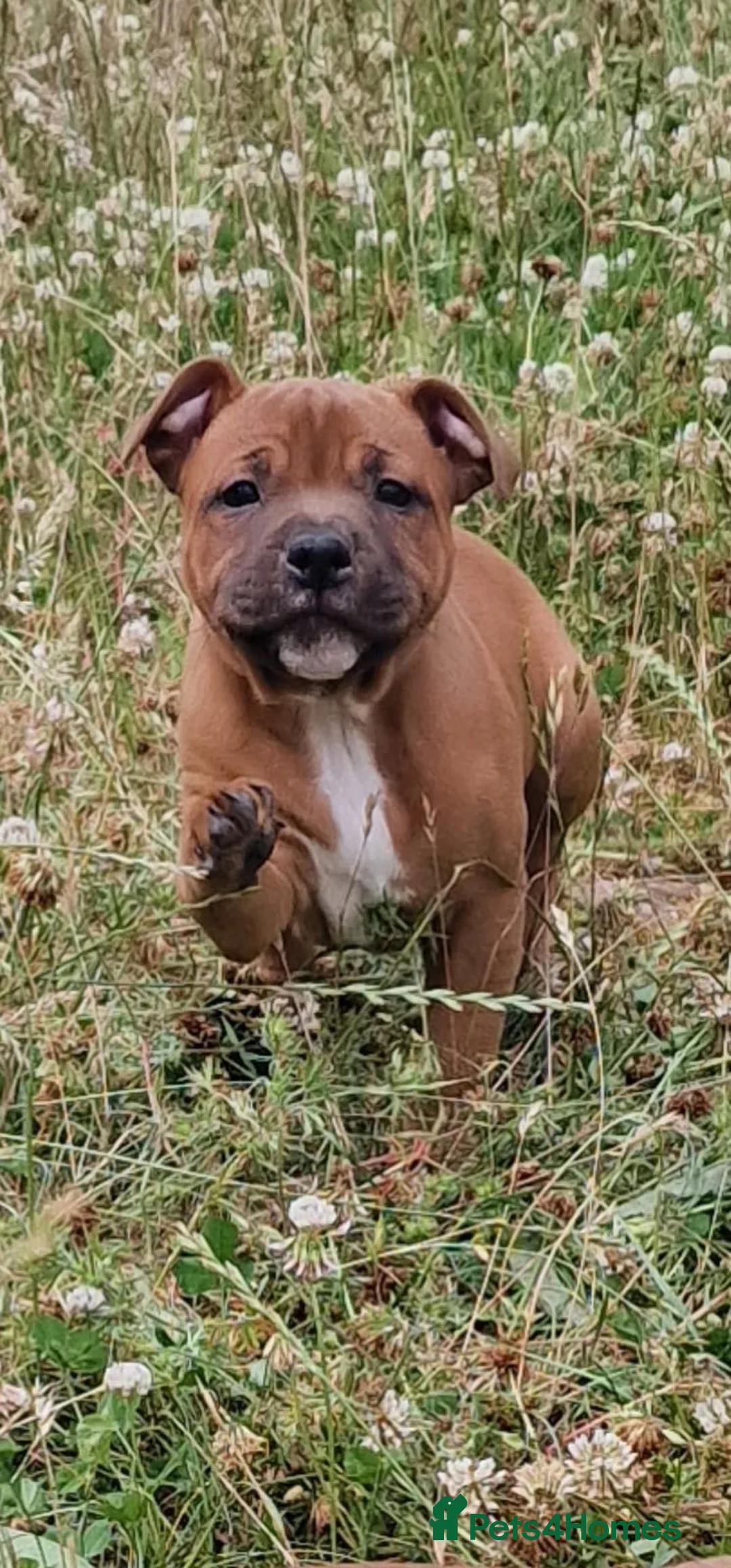 Staffordshire Bull Terrier dogs for sale: STUNNING RED MALE KC STAFFORDSHIRE BULL TERRIER  - Advert 2