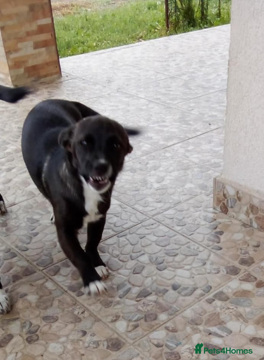 Mixed Breed dogs for adoption: NINA, superb little girl - for a Loving Home - Image 3