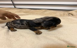 Miniature Dachshund dogs for sale: Miniature Dachshund KC ready now  - Image 12