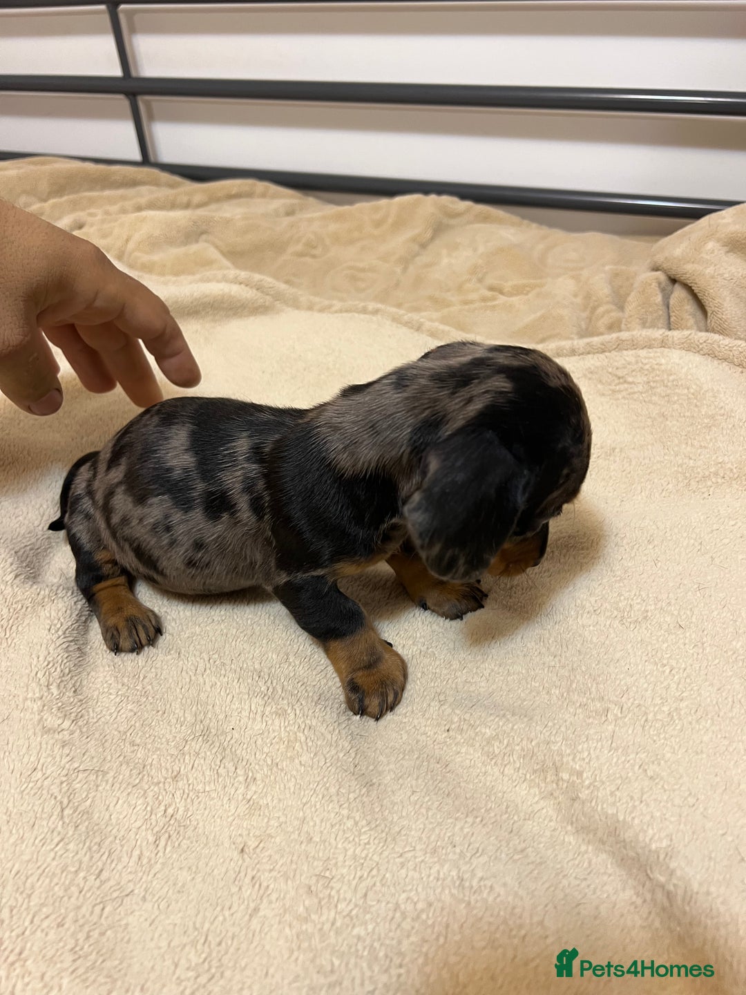 Miniature Dachshund dogs for sale: Miniature Dachshund KC ready now  - Image 12