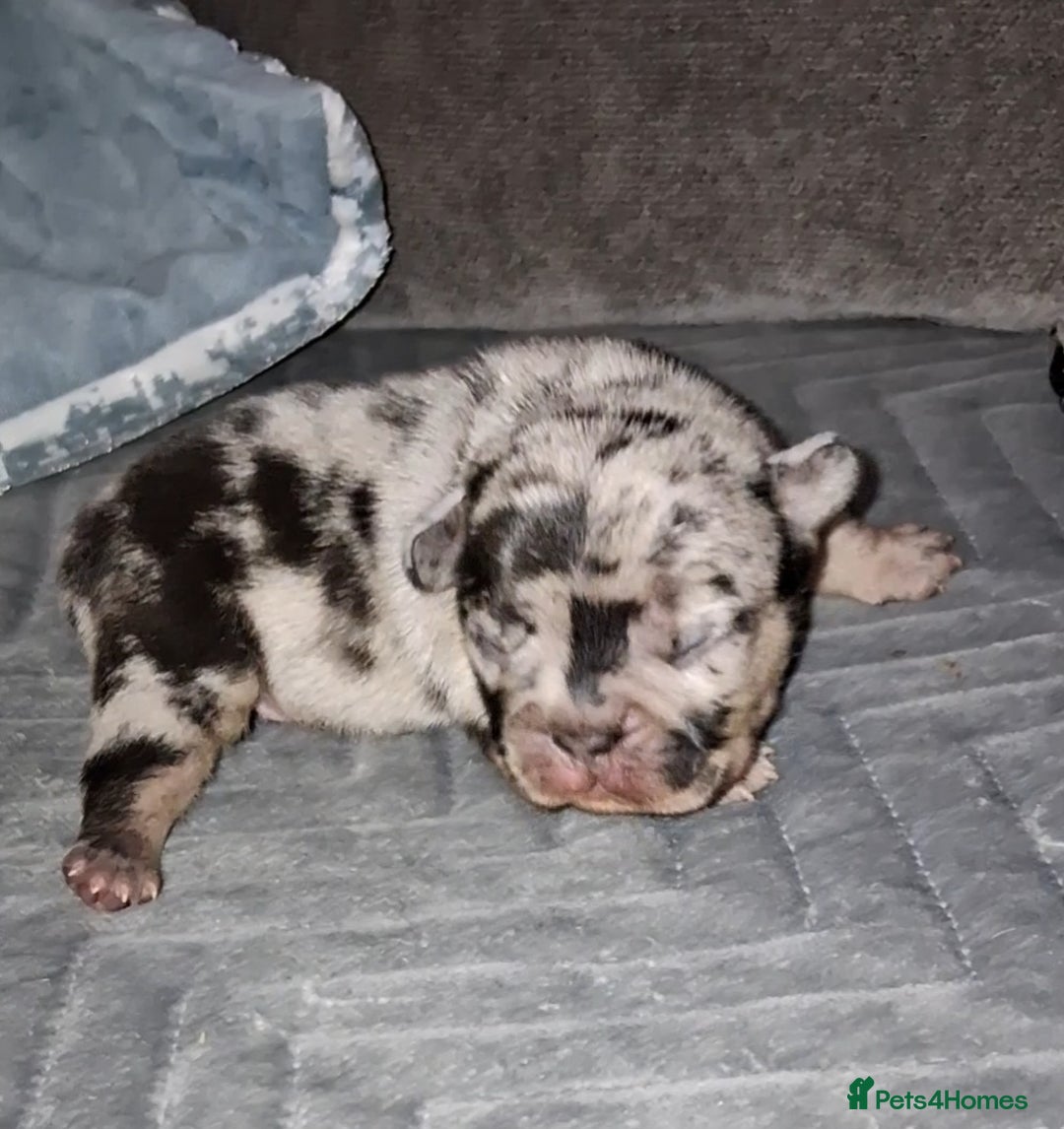 French Bulldog dogs for sale: 8 stunning french bulldogs - Advert 25