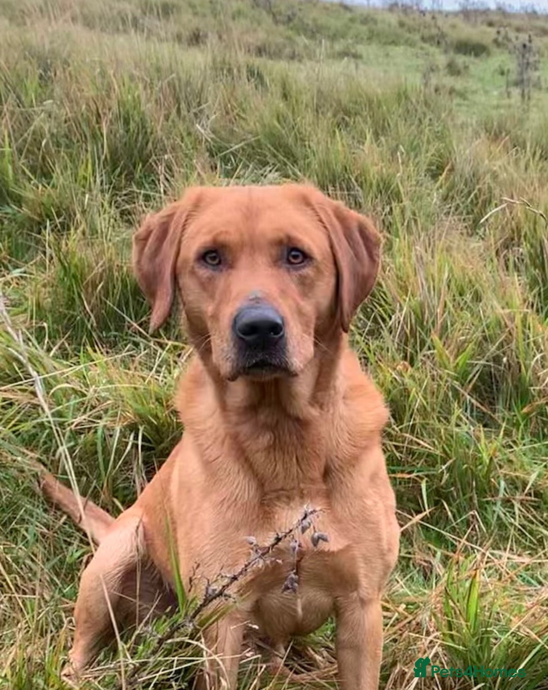 Labrador Retriever dogs for sale: Stunning KC Registered FoxRed/Black Labrador Pups  - Image 22