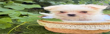 Maltese 1