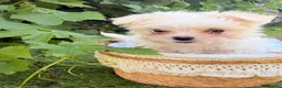 Maltese dogs for sale: 🐾 **Adorable Maltese Puppies for Sale!** 🐾 - Advert 2