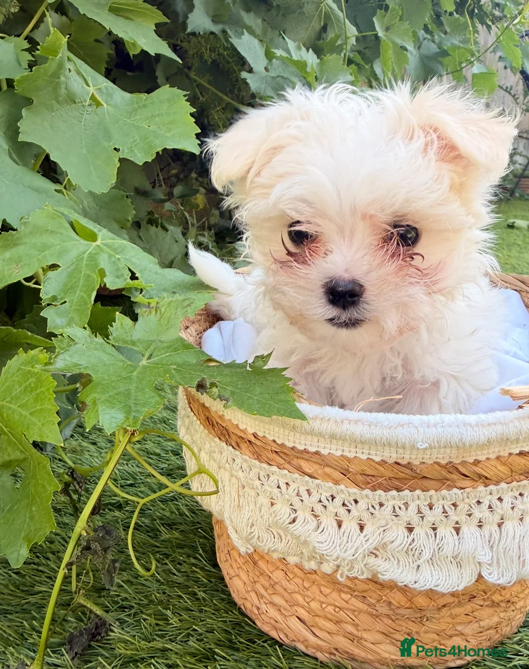 Maltese dogs for sale: 🐾 **Adorable Maltese Puppies for Sale!** 🐾 - Advert 2