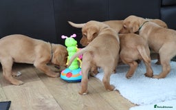 Labrador Retriever dogs for stud: Fox Red Labrador For Stud, Fully health tested  in Stoke-on-Trent - Image 14