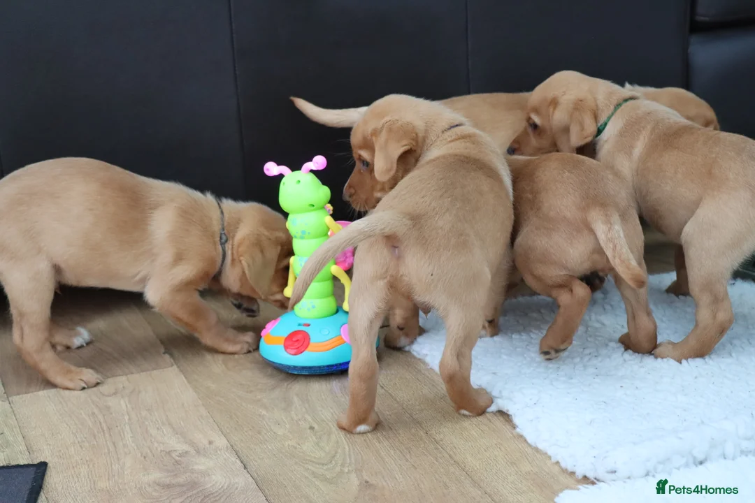 Labrador Retriever dogs for stud: Fox Red Labrador For Stud, Fully health tested  in Stoke-on-Trent - Advert 14