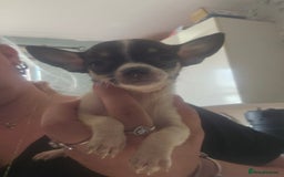 Chiweenie dogs for sale: Chihuahua cross dachshund  - Image 8
