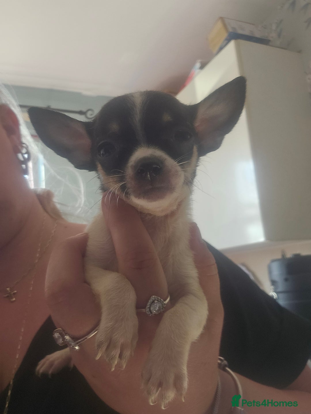 Chiweenie dogs for sale: Chihuahua cross dachshund  - Image 8