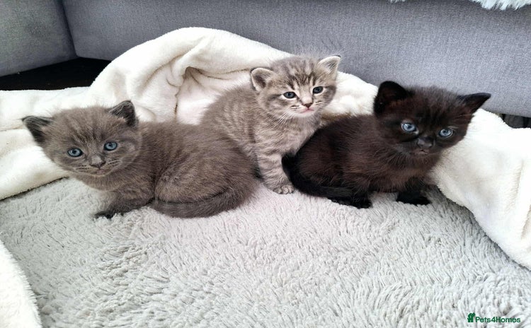 Ragdoll cats - Advert 1