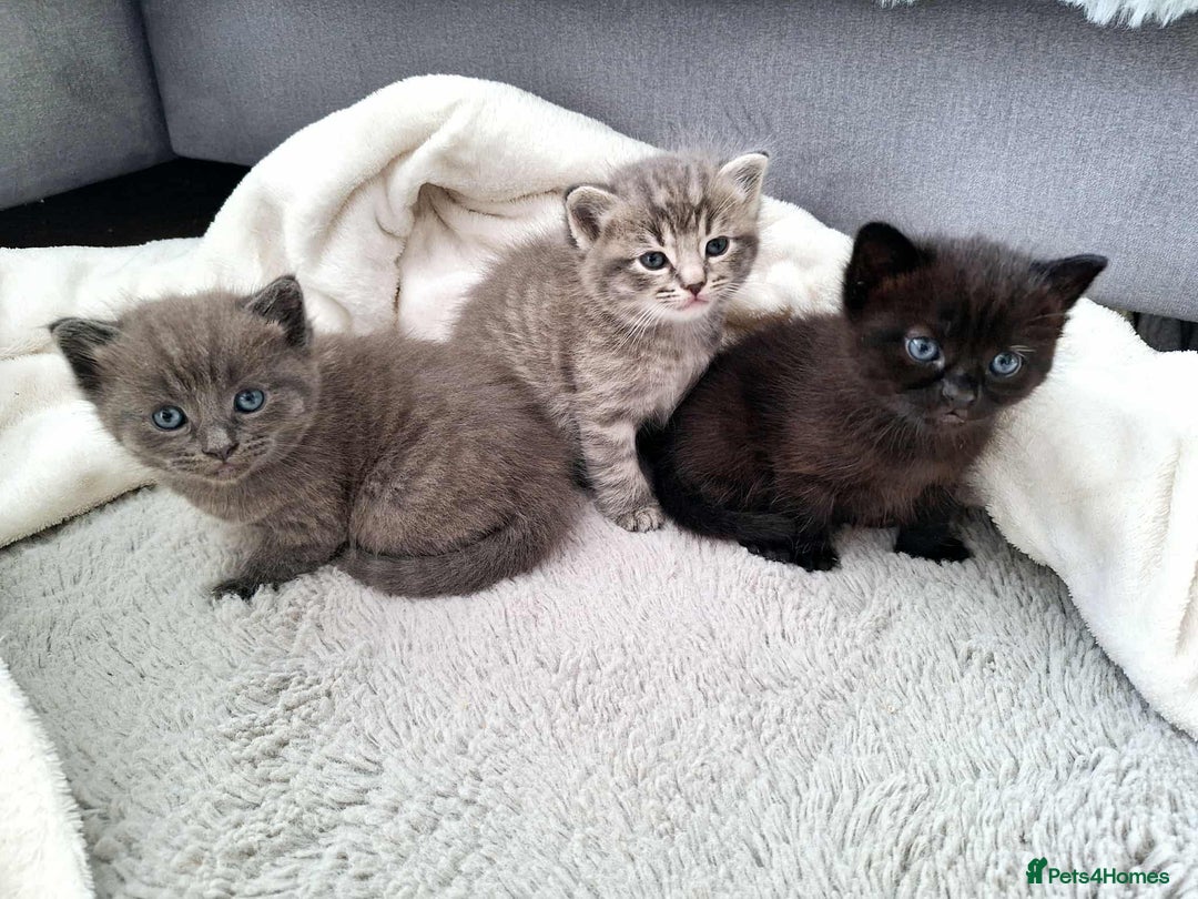 Ragdoll cats for sale: Ragdoll Tabby kittens  - Image 1