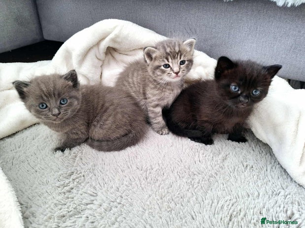 Ragdoll cats - Advert 2