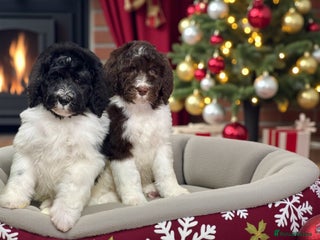 Bernedoodle dogs Mini bernedoodle puppies for sale - Advert 5