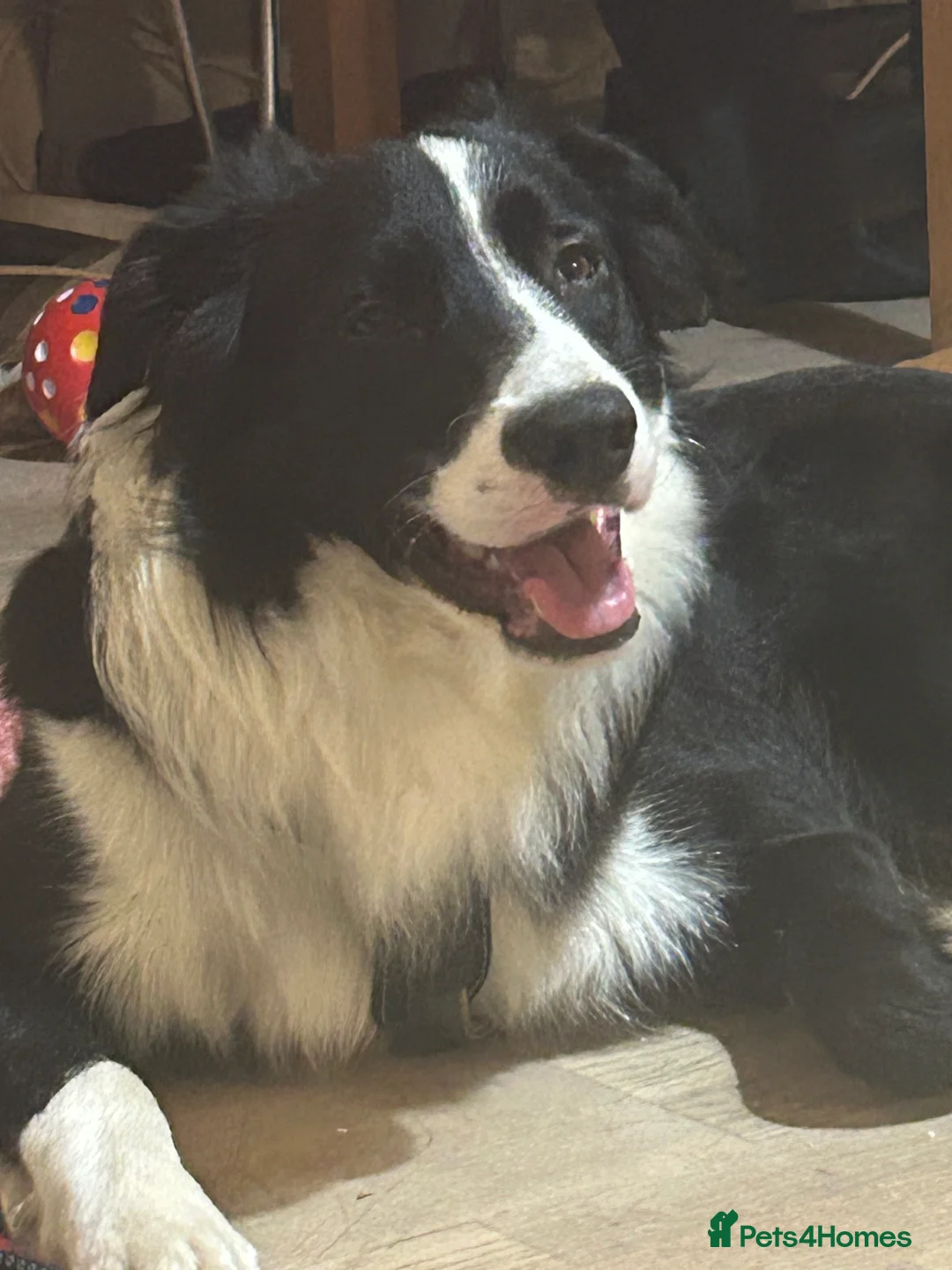 Border Collie dogs for stud: Beautiful Pedigree Stud Border Collie for breeding in Isleworth - Advert 10