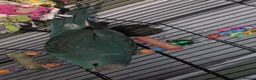 Parrots birds for sale: Young male kakariki - Advert 8
