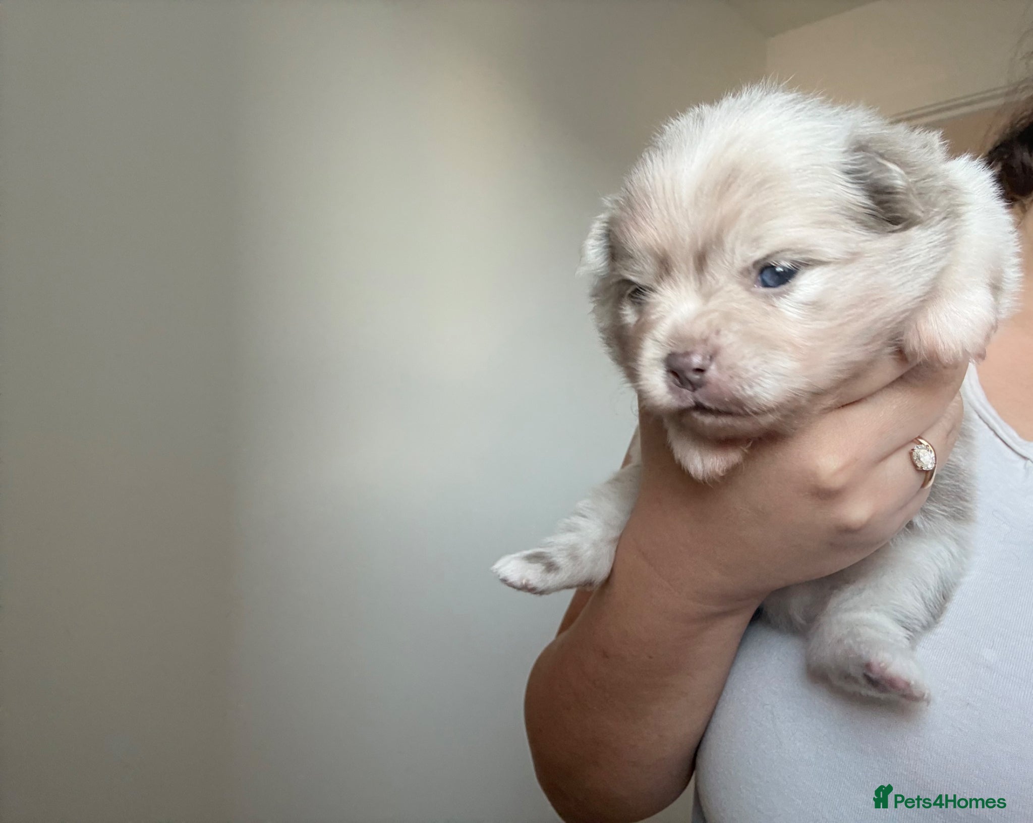 Pomeranian dogs Beautiful white and lilac female Pomeranian  - Advert 2