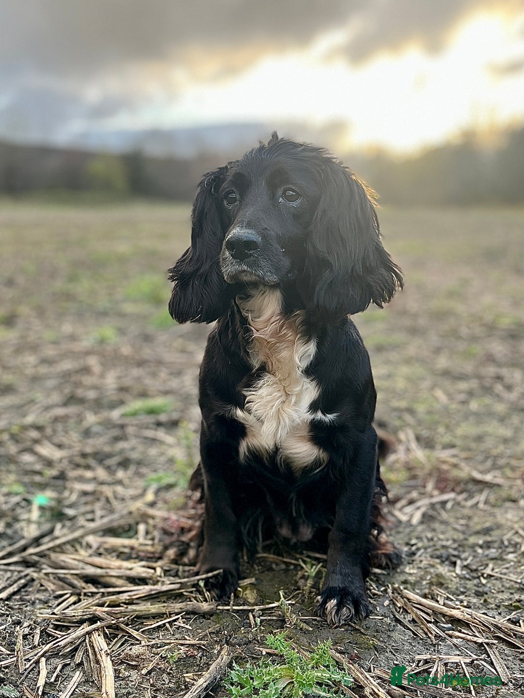 Cocker Spaniel dogs for sale: KC COCKER SPANIEL PUPPIES  - Advert 5