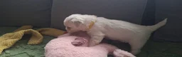 Bichon Frise dogs for sale: Dogs for sale  - Advert 8