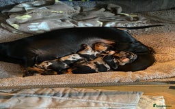 Miniature Dachshund dogs for sale: 8 week old dapple girl.  - Image 4