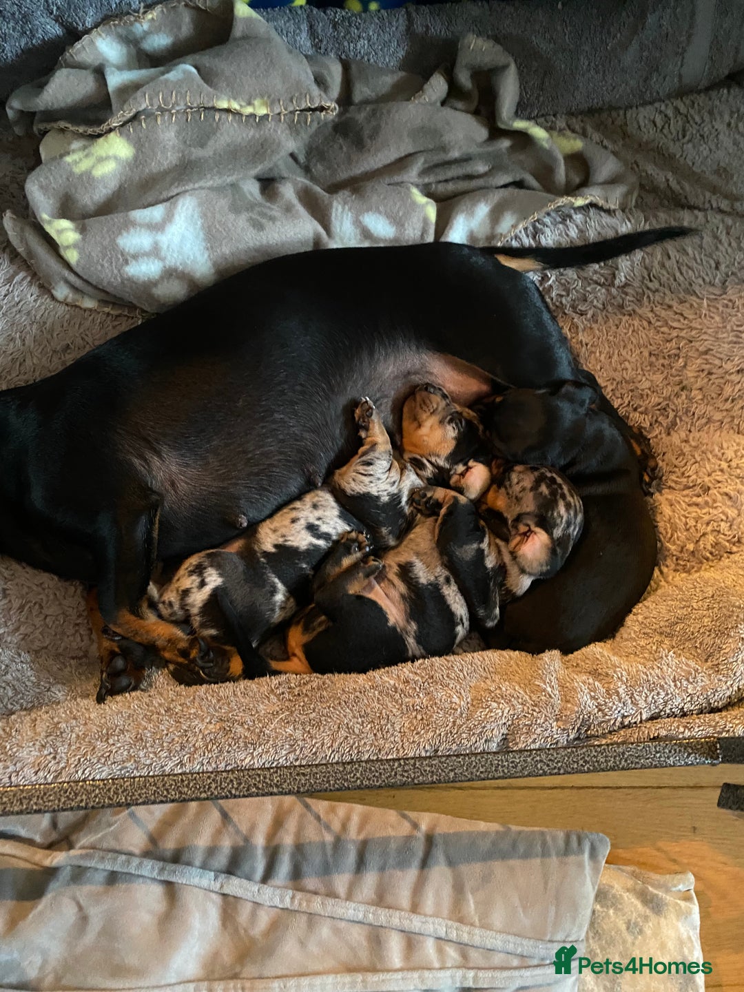 Miniature Dachshund dogs for sale: 8 week old dapple girl.  - Image 4