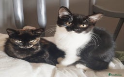 Persian cats for sale:  Persian Crossbreed Kittens Looking for  Home - Image 3