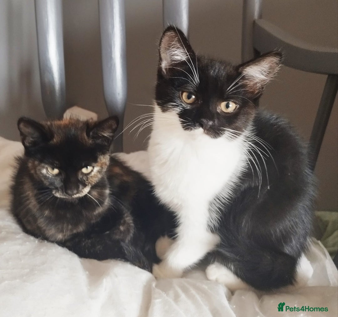 Persian cats for sale:  Persian Crossbreed Kittens Looking for  Home - Image 3