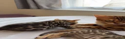 Bengal cats for sale: Beautiful Bengal Kittens🤎 in London - Advert 4
