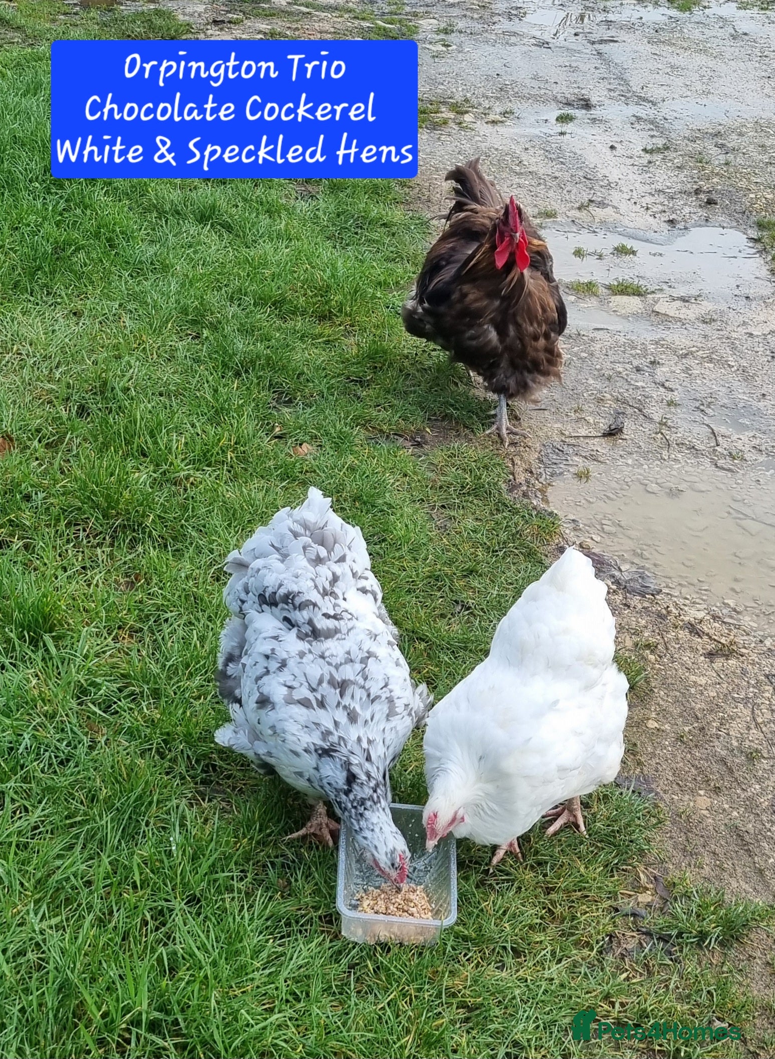 Chickens poultry Orpington English Rare Colour Trio - Advert 5