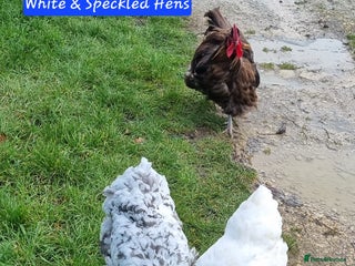 Chickens poultry Orpington English Rare Colour Trio - Advert 2