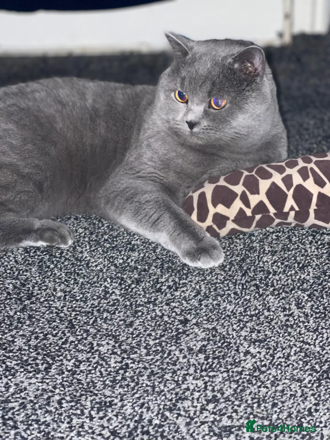 British Shorthair cats for stud: Cute BSH Stud CCTV in Bradford - Advert 6