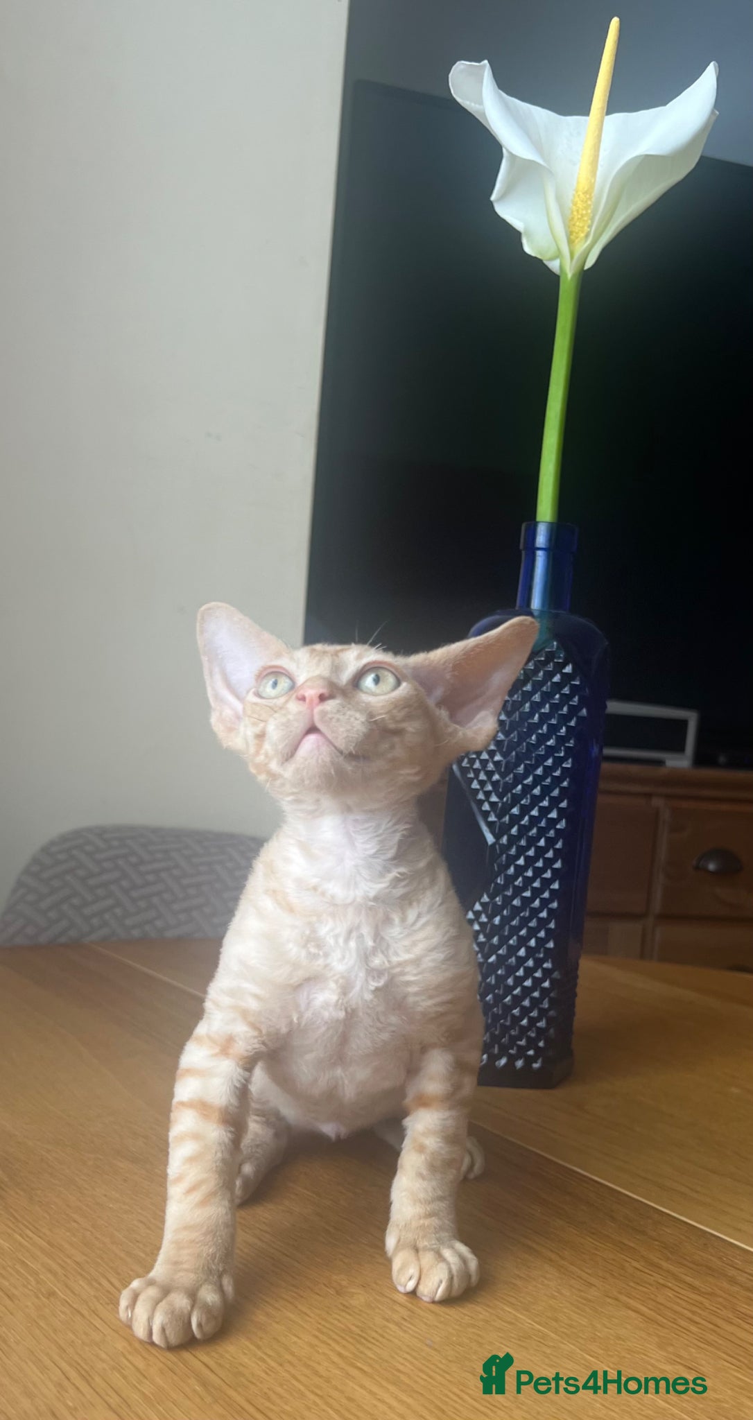 Devon Rex cats  Pedigree Devon Rex Kittens. Pet Homes Only  - Advert 21