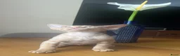 Devon Rex cats for sale:  Pedigree Devon Rex Kittens. Pet Homes Only  - Advert 1