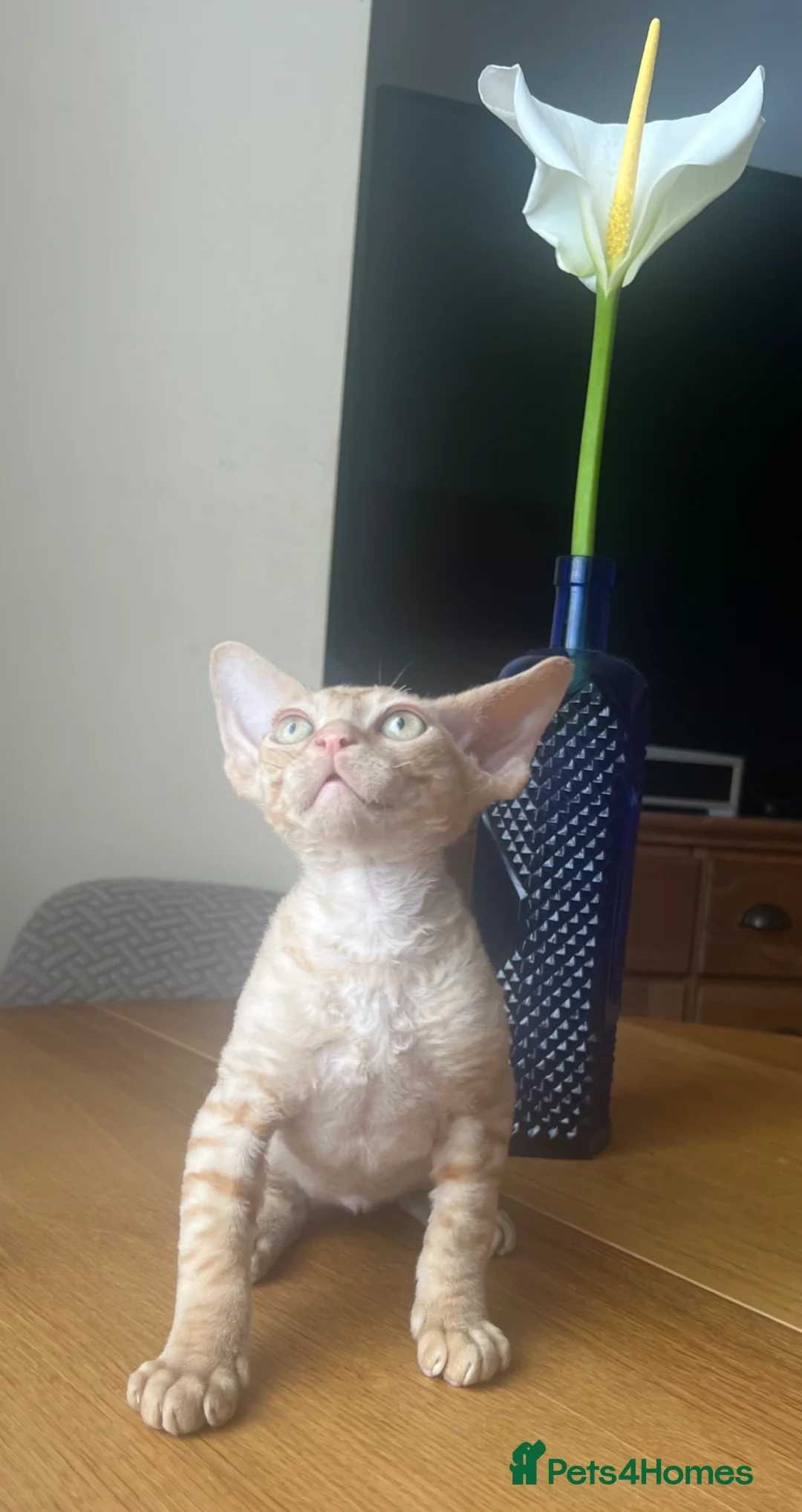 Devon Rex cats for sale:  Pedigree Devon Rex Kittens. Pet Homes Only  - Advert 1