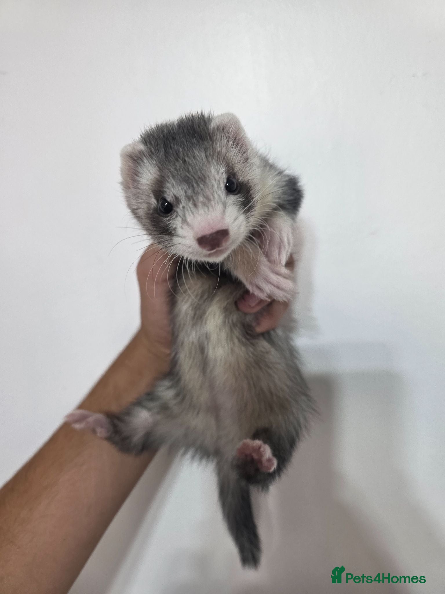 Ferret rodents Silver Jill Ferret For Sale - Advert 14