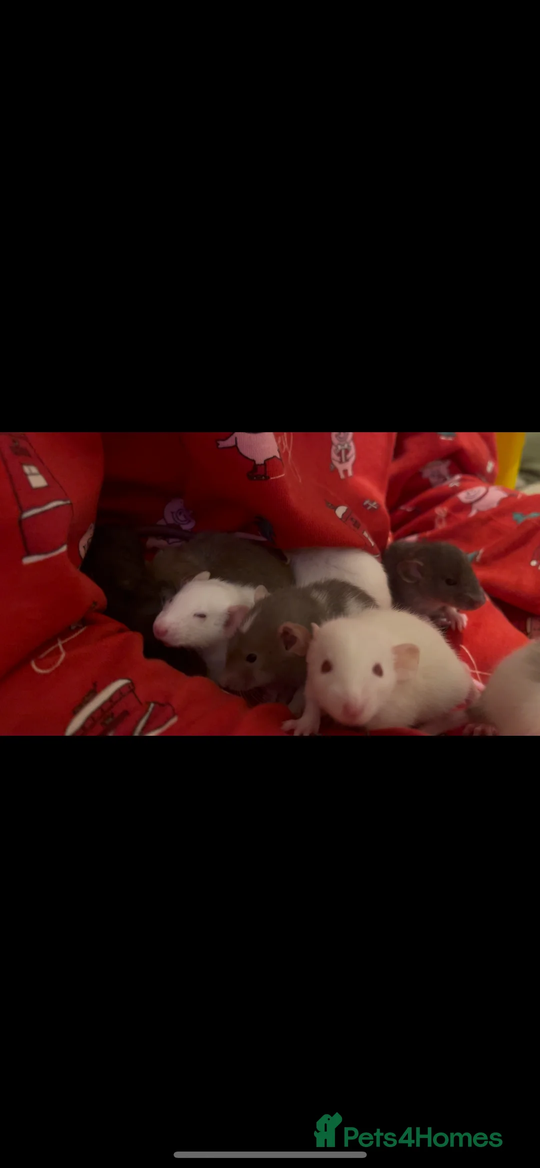 Rat rodents for sale: Baby rats looking for 5*homes only  - Advert 11