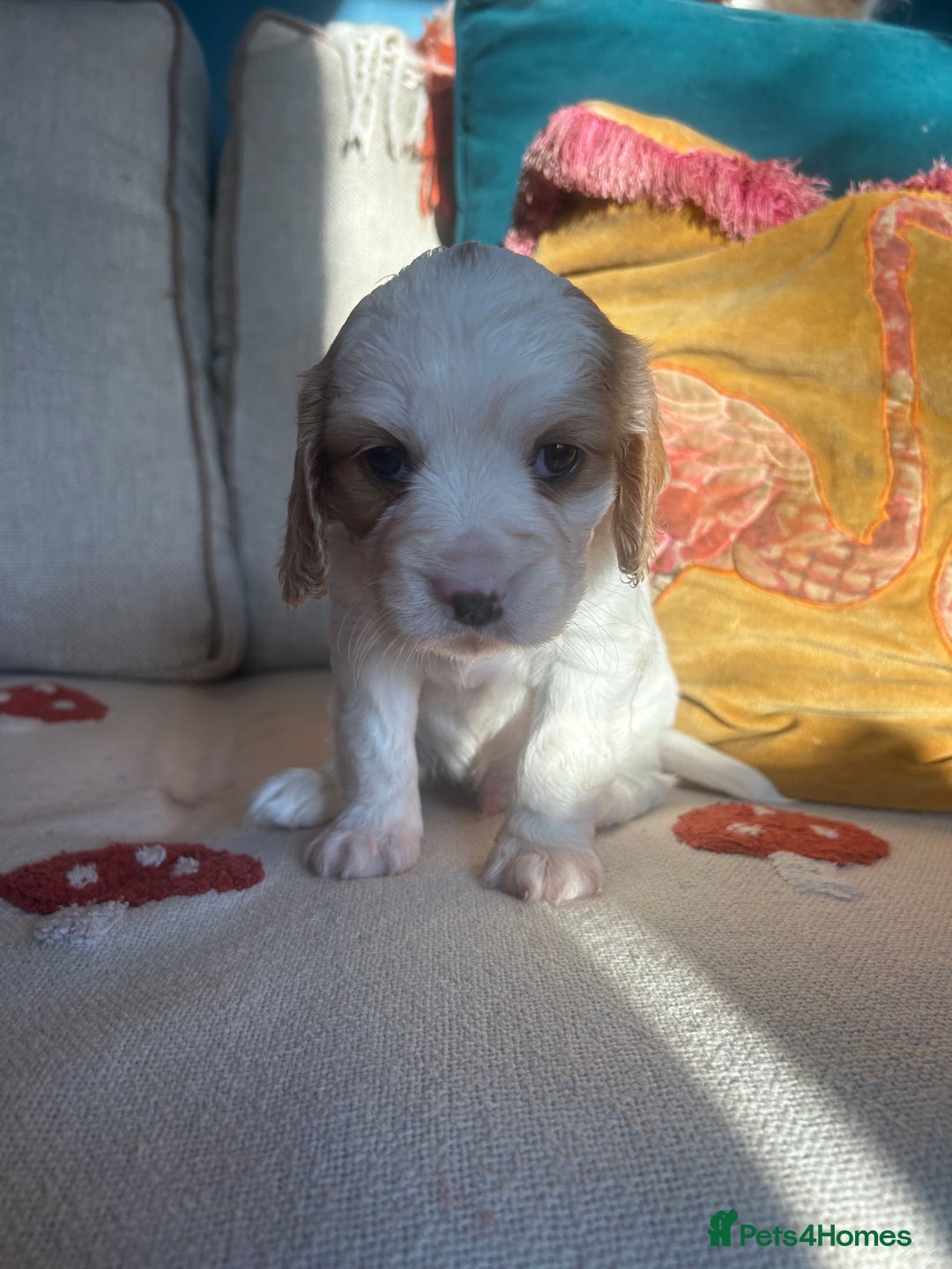 Cockalier dogs for sale: Beautiful Litter of Cavalier King Charles X Cocker - Advert 25
