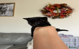 Bengal cats for sale: Adorable Kittens Looking for Their Forever Homes!  - Image 4