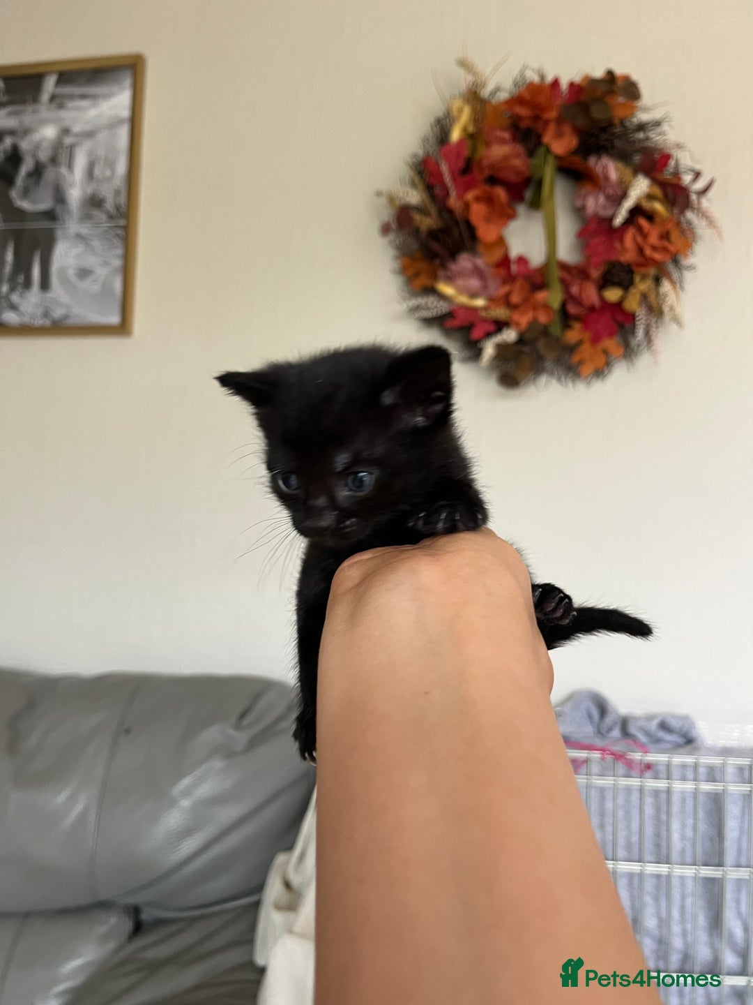 Bengal cats for sale: Adorable Kittens Looking for Their Forever Homes!  - Image 4