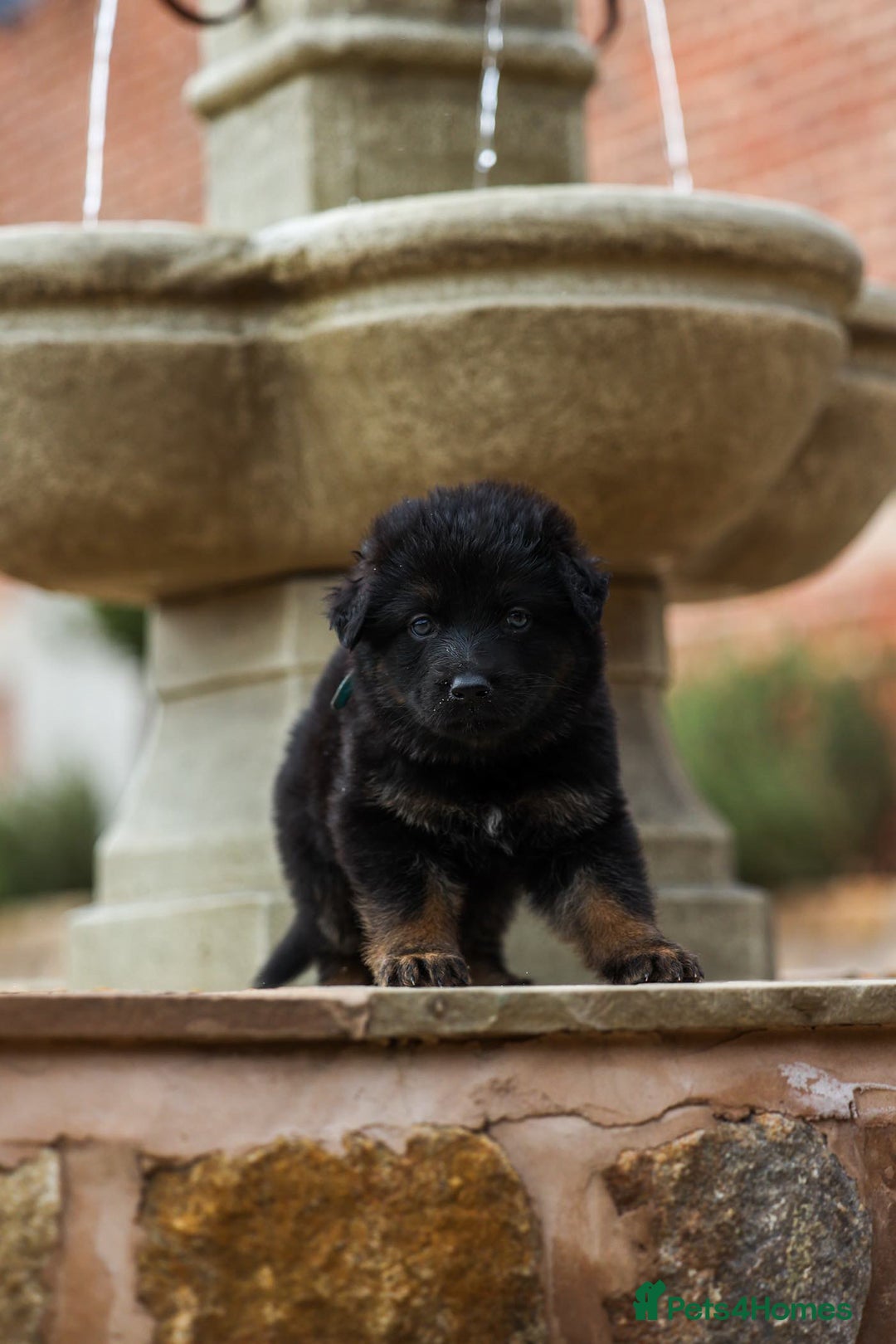 German Shepherd dogs for sale: Pedigree German Shepherd pups for sale - Image 7