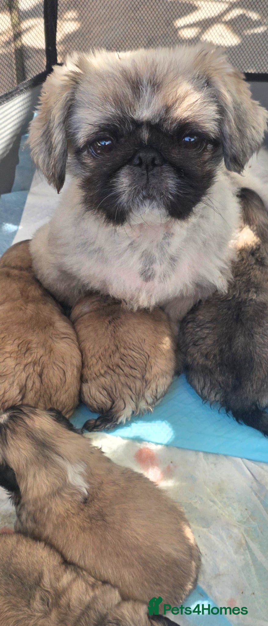 Pekingese dogs KC Registered Pekingese Puppies top quality  - Advert 1