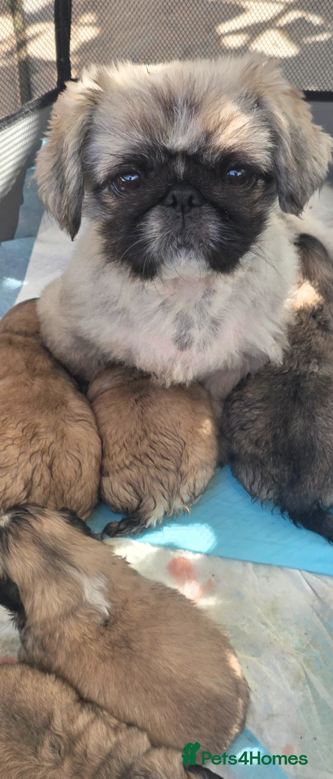 Pekingese dogs for sale: KC Registered Pekingese Puppies top quality  - Advert 1